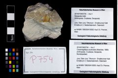 Foto (Objekt + Etikett) von Cracensigillatus acutirostris (Moericke, 1889)  (NHMW-GEO-2014-0194-0754)